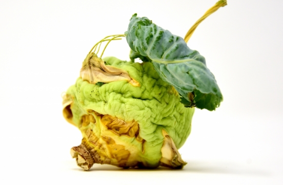 白色桌面干枯绿色健康大头菜蔬菜