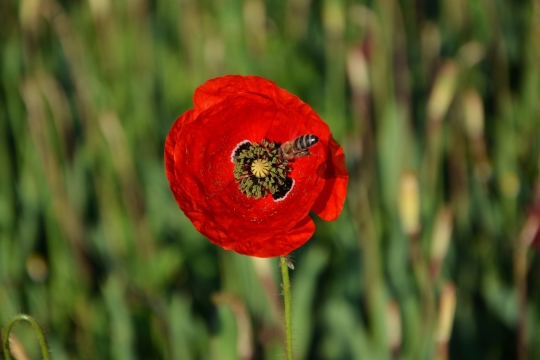 阳光自然户外红色花朵植物蜜蜂昆虫