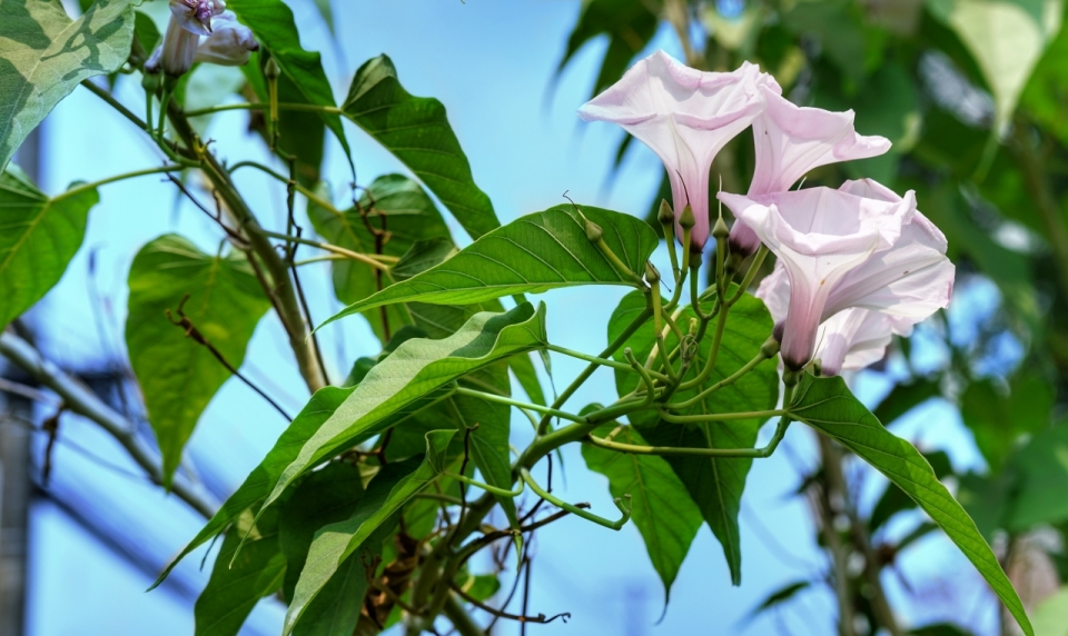 蓝色天空绿色叶子粉色花朵自然植物