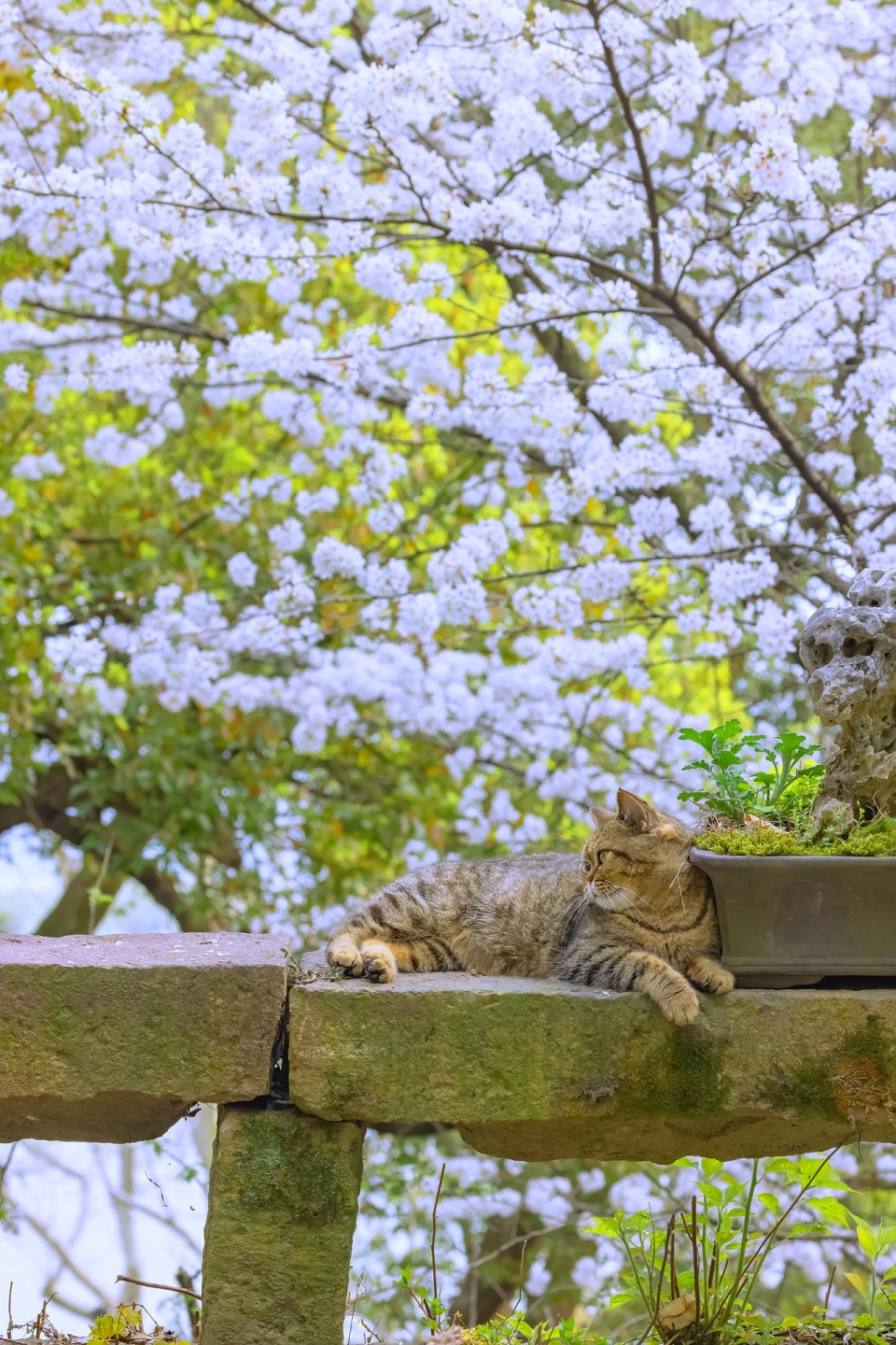 春天的小猫写真图片