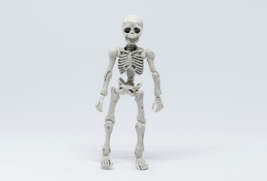 白色背景骷髅骨架可动玩具模型