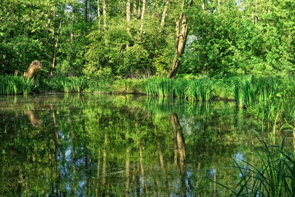 丛林深处池塘环绕清新绿树植物