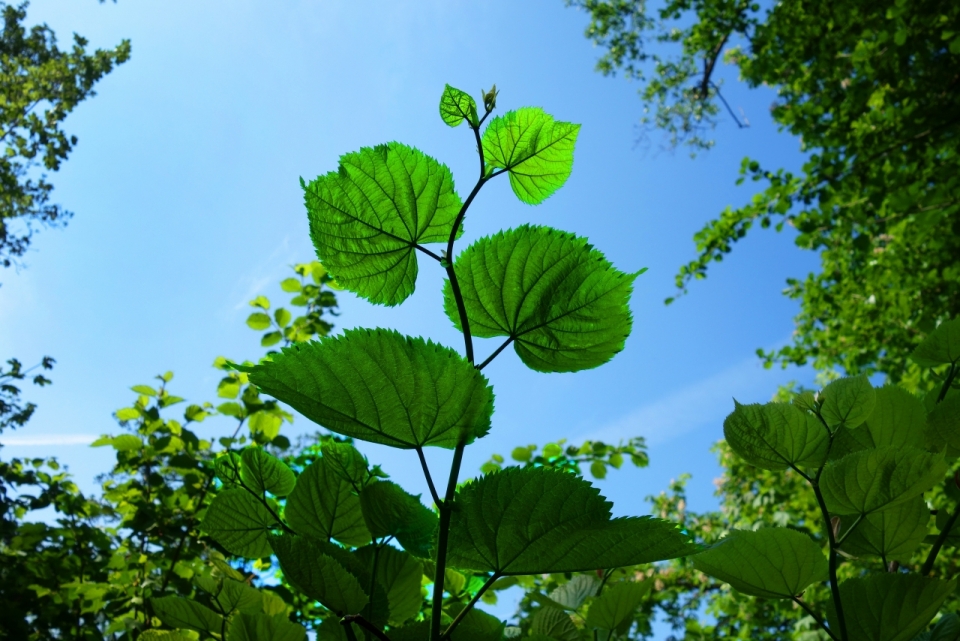 小清新阳光蓝色天空间自然绿色叶子植物