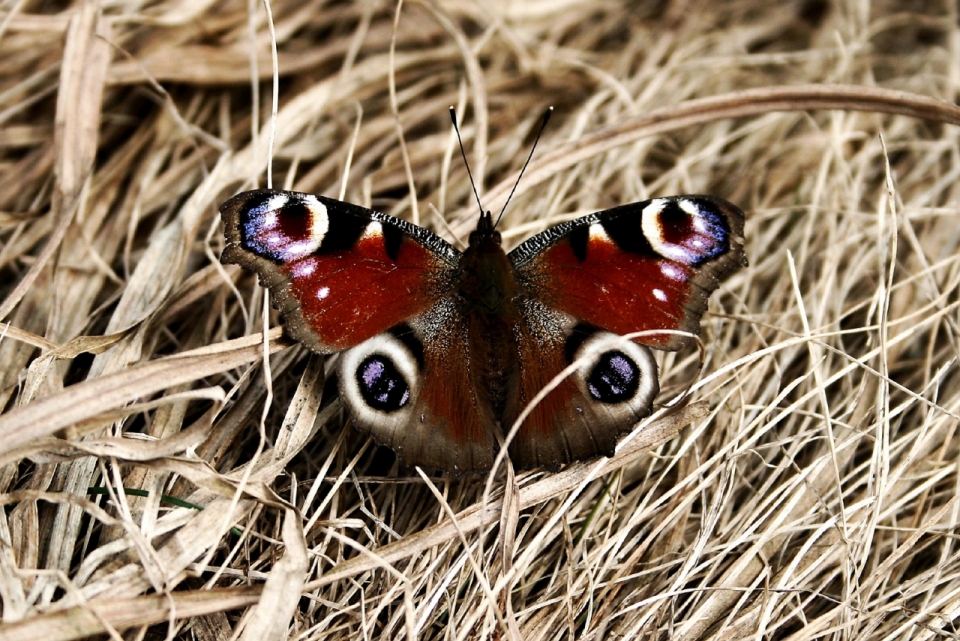 枯萎草丛上红褐色花纹蝴蝶昆虫摄影