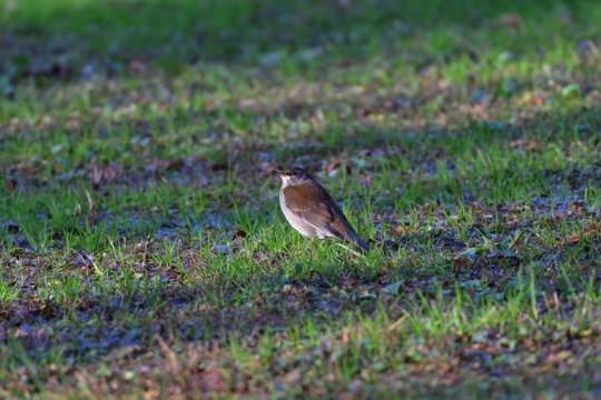 肥沃草地间跳跃可爱小鸟特写