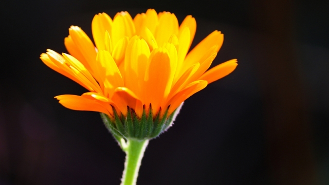 高清橙色金盏花高清桌面壁纸