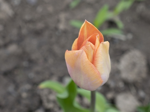 虚化背景户外自然橙色花朵清新植物