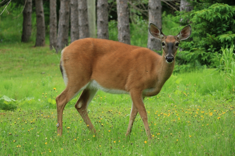 自然树林绿色草坪上雌性鹿野生动物