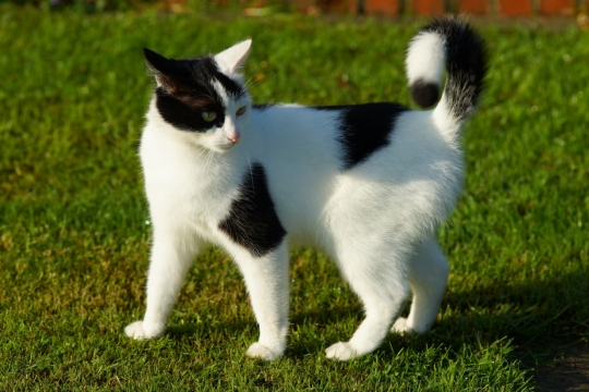 傍晚阳光户外自然绿色草坪上可爱猫