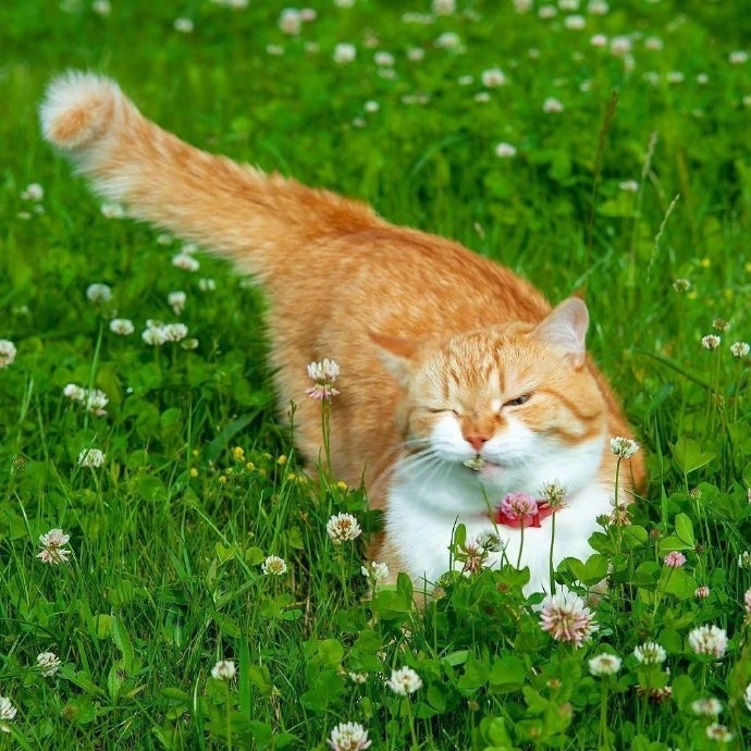 唯美清新草丛里的猫图片
