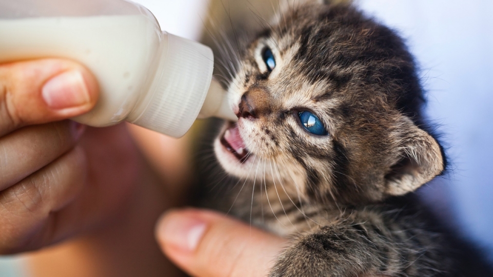 可爱小奶猫图片