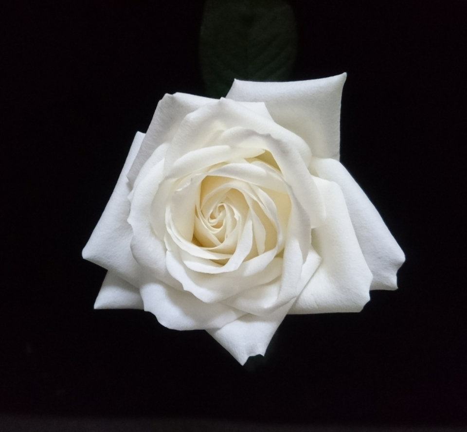 摄影基础_黑色背景自然白色玫瑰花朵