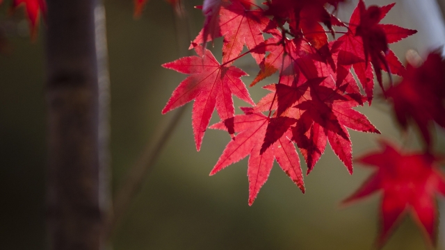 红色枫叶无水印电脑桌面高清壁纸