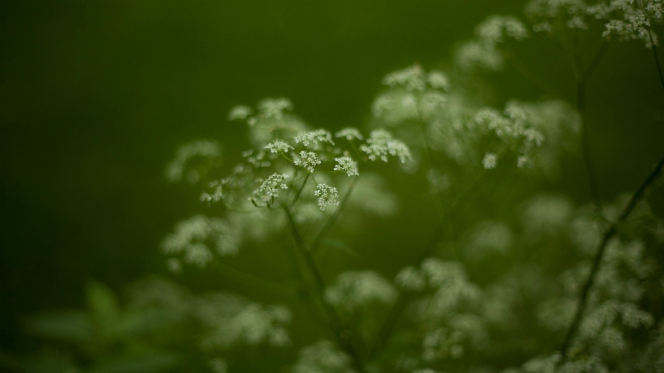 蕾丝花鲜花自然风光优美风景高清桌面壁纸