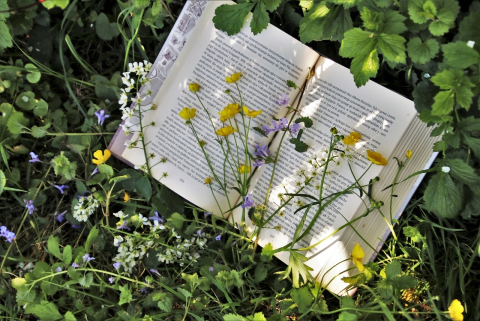 自然绿色枝叶黄色紫色花朵植物间文艺书本