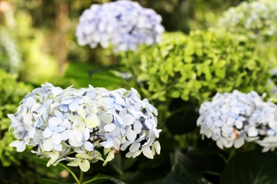 虚化背景室内白色花朵绣球花自然植物