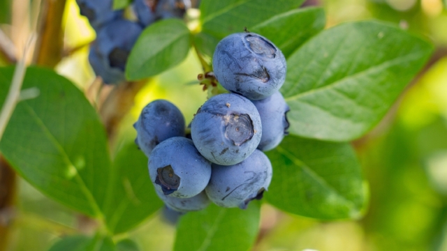 水果蓝莓无水印电脑桌面高清壁纸图片