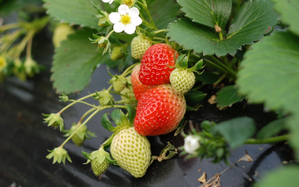 草莓园等待采摘的草莓自然风光高清桌面壁纸