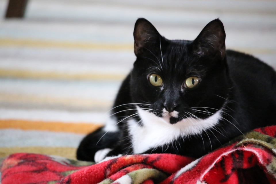 摄影入门_室内床铺彩色毛毯前可爱黑白宠物猫