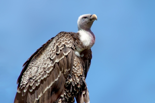 蓝色天空野生秃鹫猛禽鸟类动物