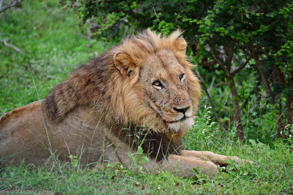 趴在草坪上休息的狮子脸部特写摄影