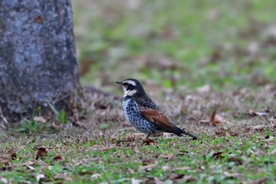 自然森林地面野生鸟类动物