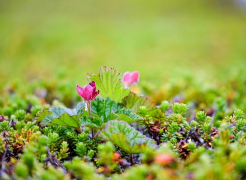 背景虚化绿色树丛中生长的红色花朵