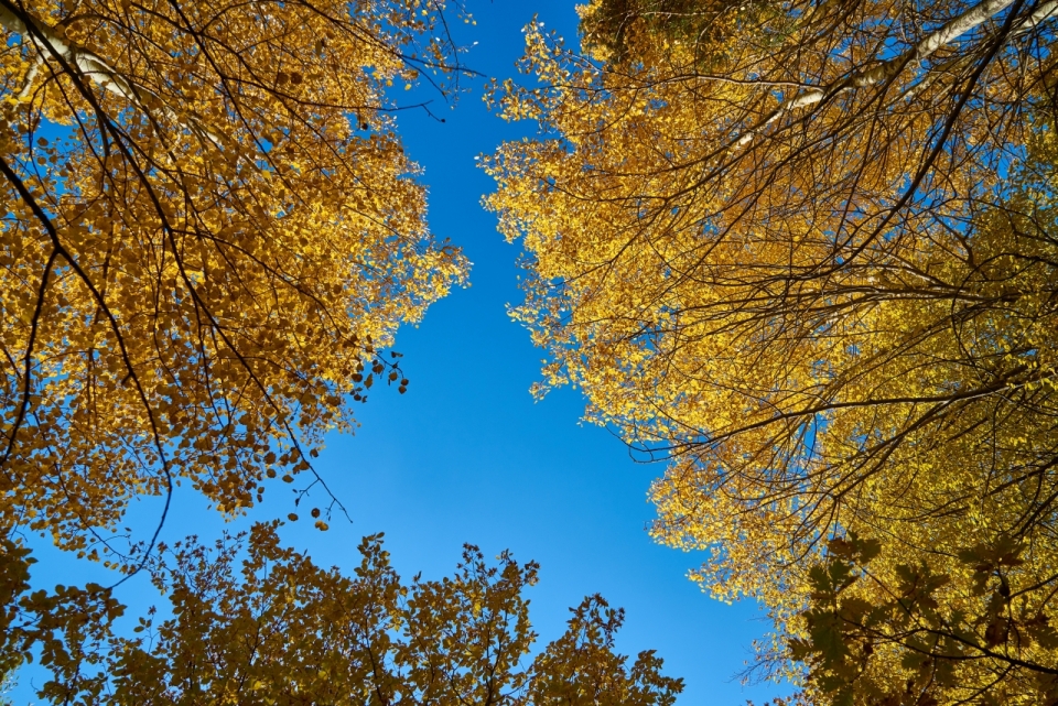 蓝天背景秋天枯黄树叶林中仰拍