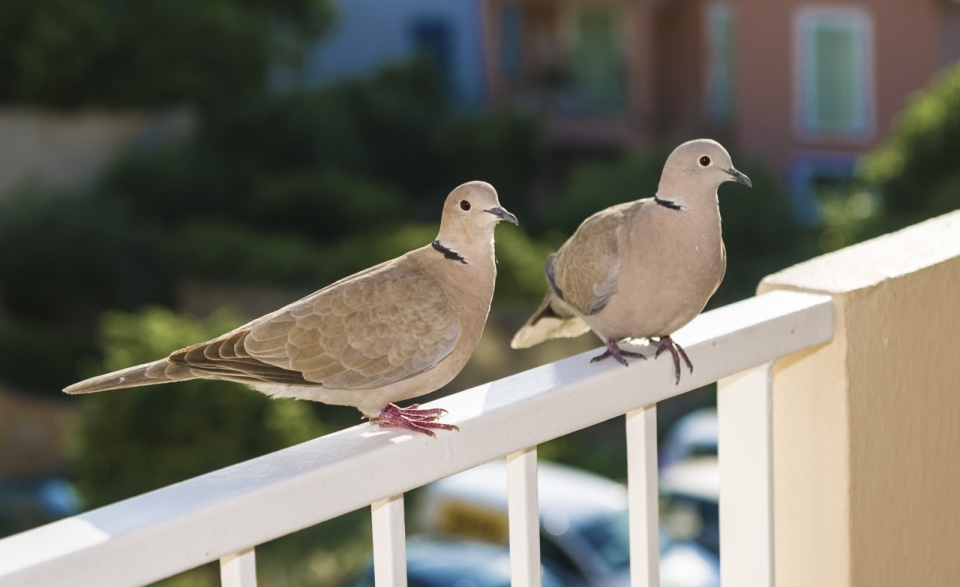 阳台栏杆上的两只鸽子摄影