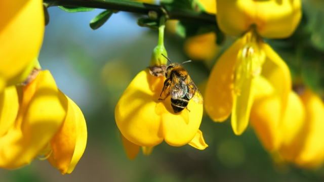 黄色金雀花风景高清桌面壁纸