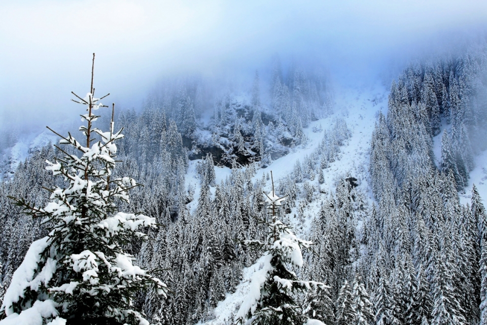 雪山坡上的云杉植物树林风景