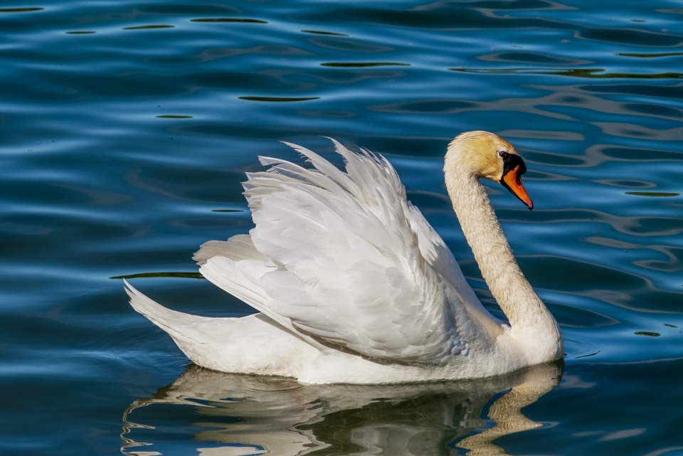 自然蓝色湖泊游泳野生白色天鹅动物