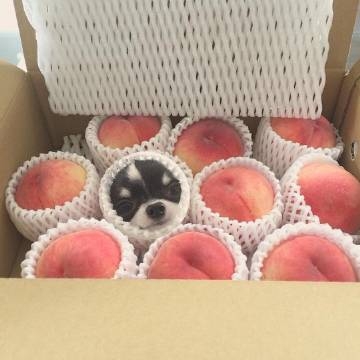 唯美可爱动物写真图片