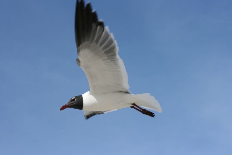 蓝色天空飞翔红色喙白色黑色鸟类动物