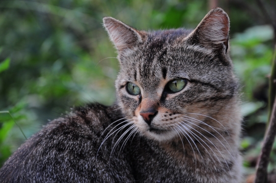虚化背景自然户外绿色植物前宠物猫