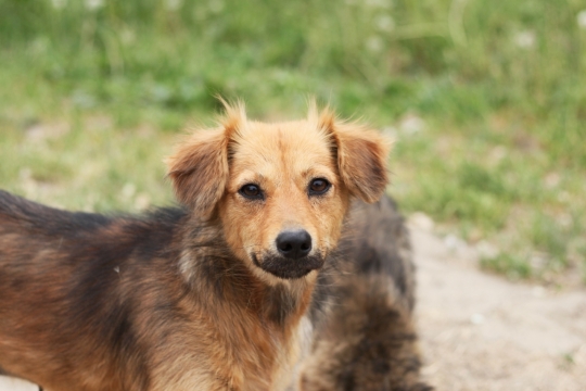户外自然绿色草坪可爱宠物狗