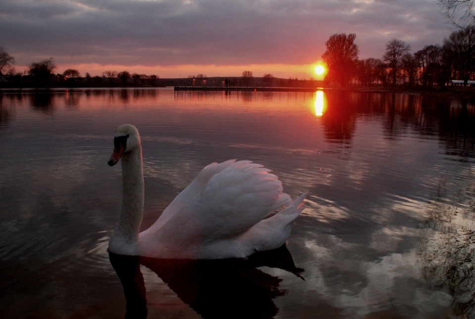 傍晚夕阳湖泊湖面上天鹅野生鸟类动物