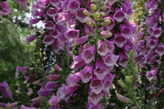 阳光户外自然树木树枝紫色美丽花朵