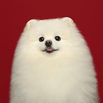 小狗的证件照图片