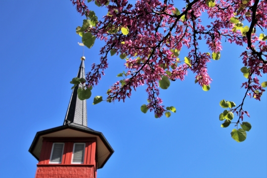 蔚蓝天空尖顶建筑外墙美丽花朵植物