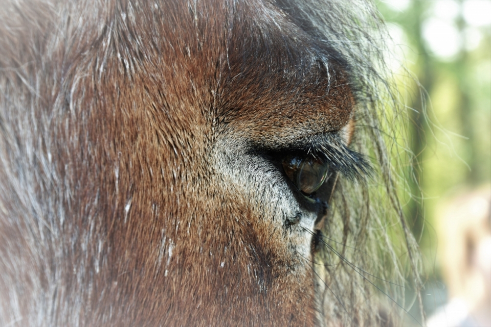 局部动物眼睛高清马