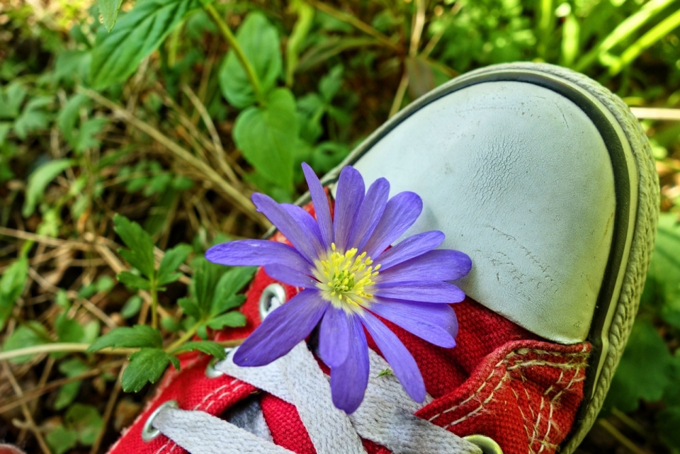 户外红色帆布鞋上自然紫色花朵植物