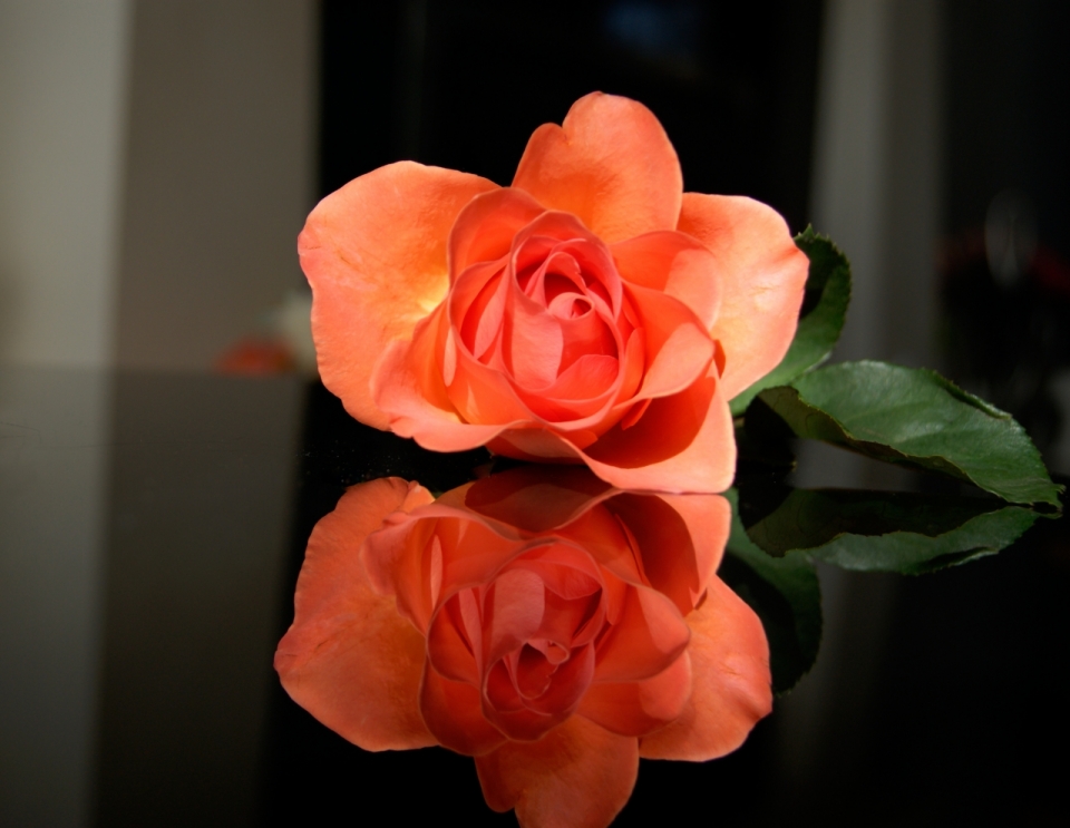 室内玻璃桌面自然橙色花朵玫瑰植物