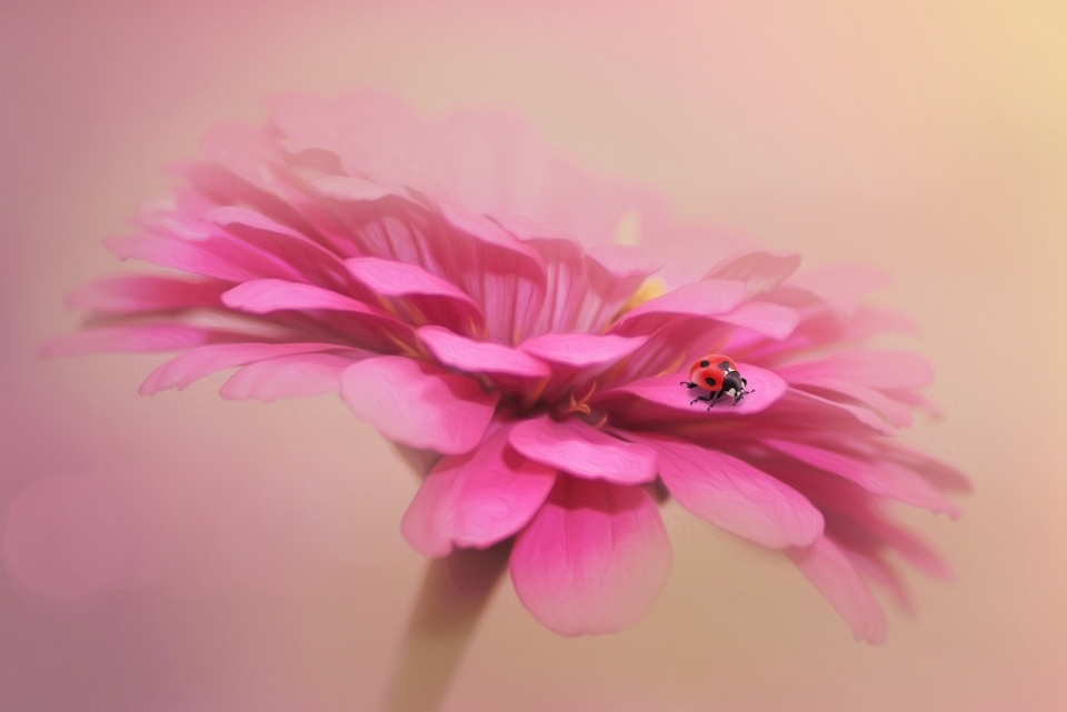粉红色花朵植物七心瓢虫昆虫特写