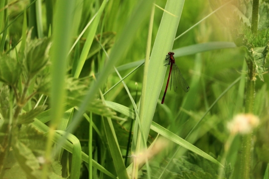 户外自然绿色叶子植物蜻蜓昆虫