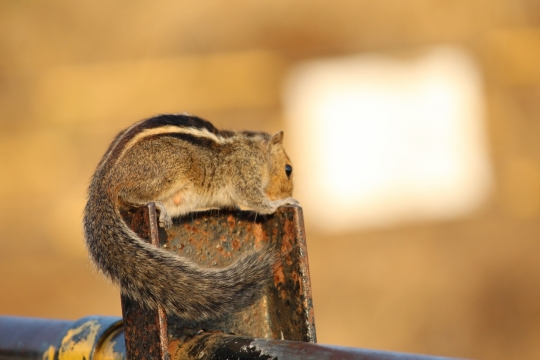 虚化背景铁质栏杆上野生松鼠动物