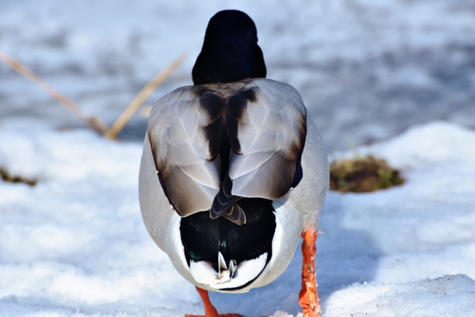冬天雪后地面野生鸭子动物背面