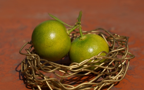 木桌上用金色铁丝围起来的橘子