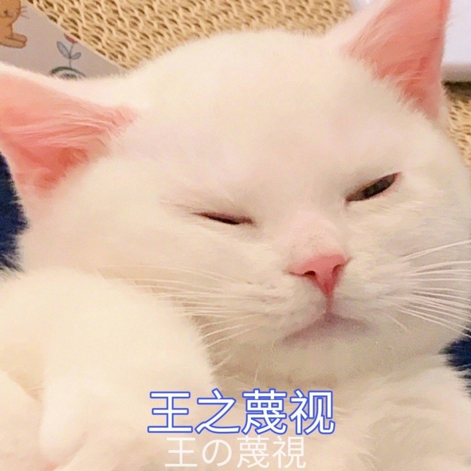 萌萌的猫咪表情包图片