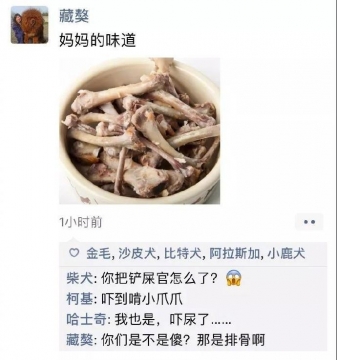 狗狗的朋友圈图片
